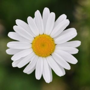 Meet your Posher, Riley